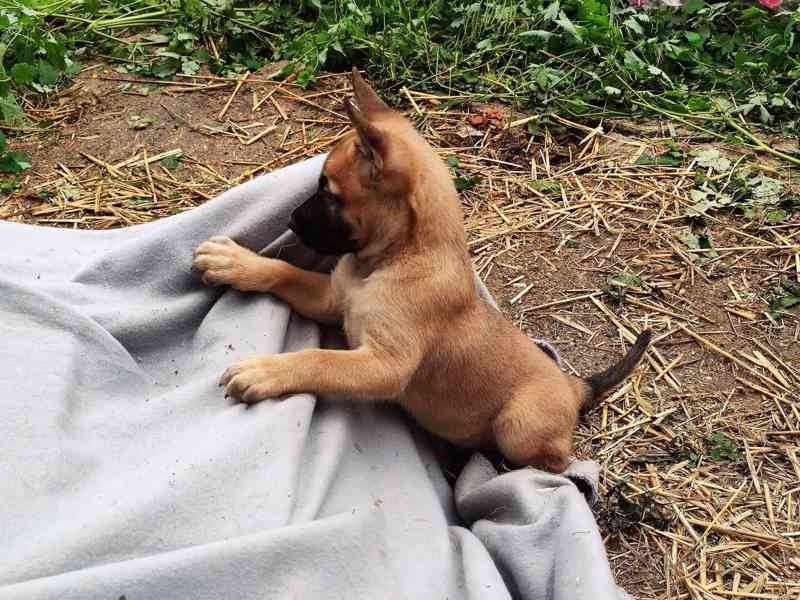 Belgický ovčák-Malinois-štěňata - foto 1