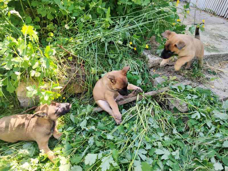 Belgický ovčák-Malinois-štěňata - foto 6