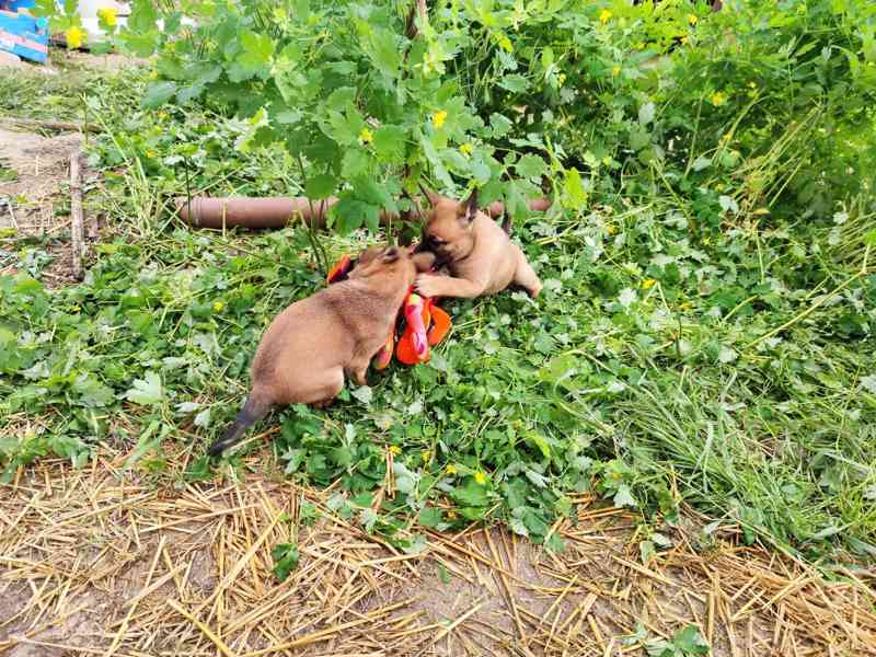 Belgický ovčák-Malinois-štěňata - foto 8