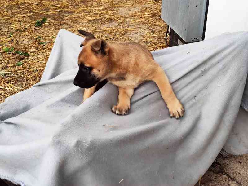 Belgický ovčák-Malinois-štěňata - foto 3