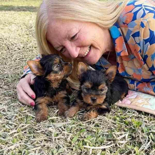 Štěňata Yorkshire teriéra k přestěhování - foto 1