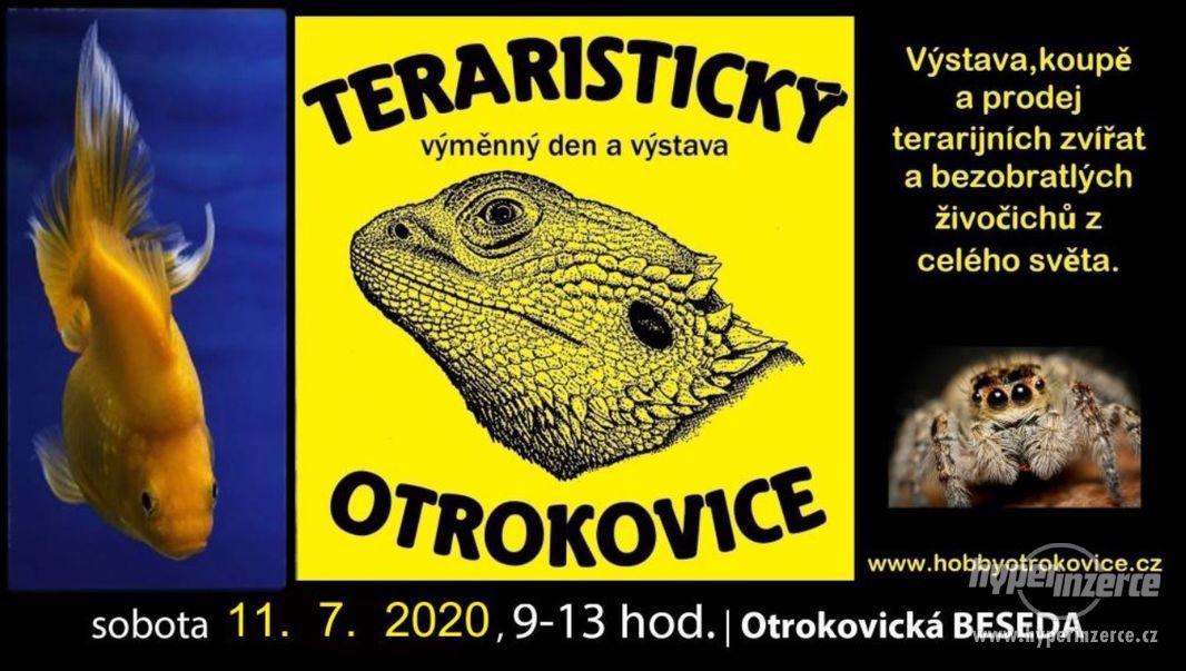 Teraristický výměnný den a výstava, Otrokovice - foto 1