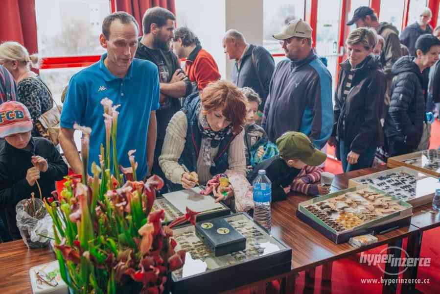 Teraristický výměnný den a výstava, Otrokovice - foto 6