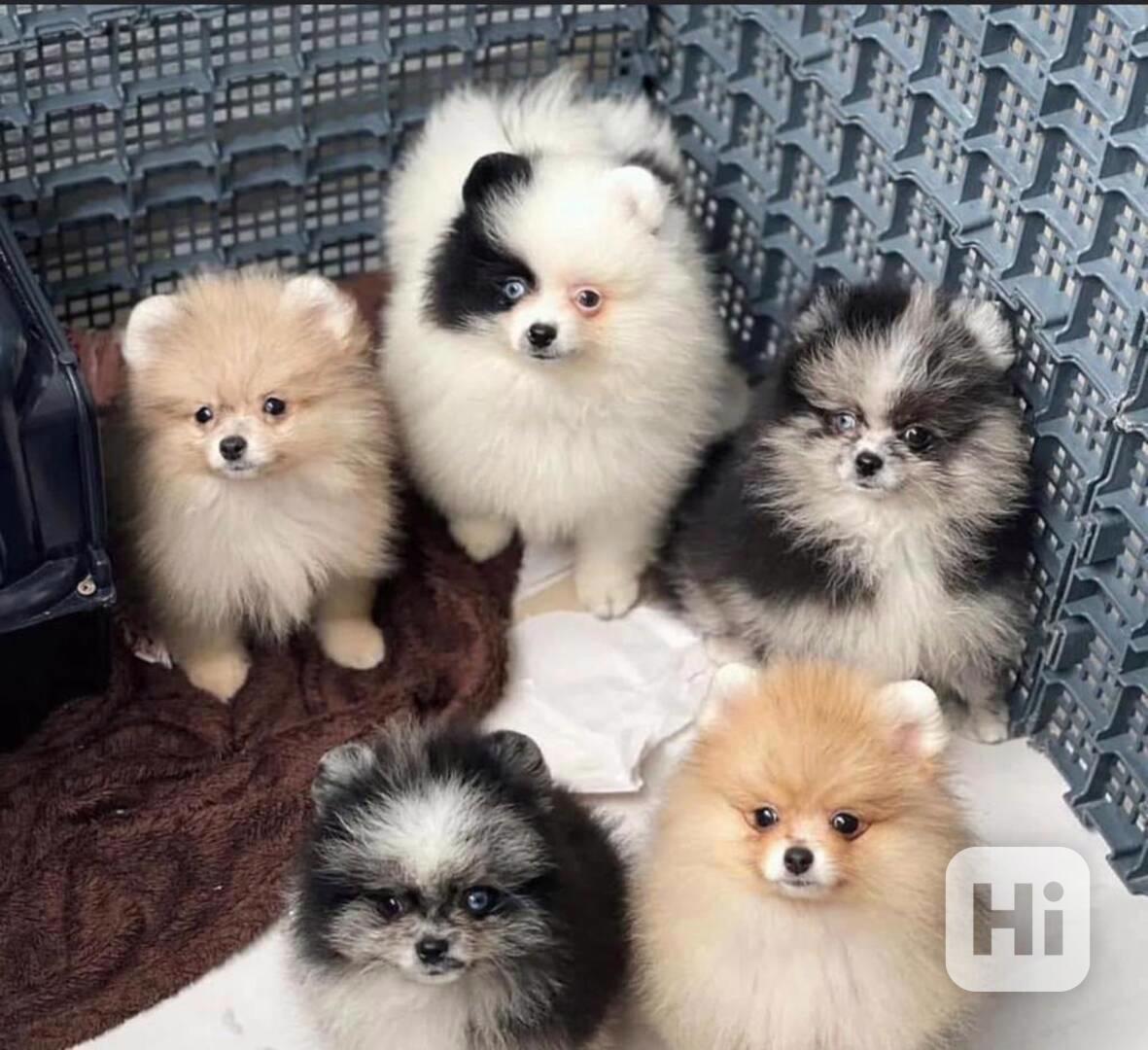 Mini pomeranian bez PP - foto 1