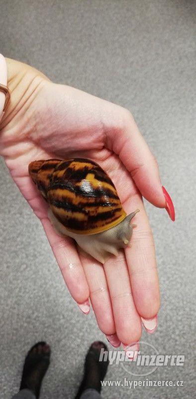 Archachatina marginata suturalis - silver body - foto 1