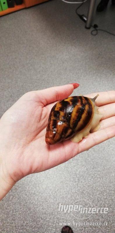 Archachatina marginata suturalis - silver body - foto 2