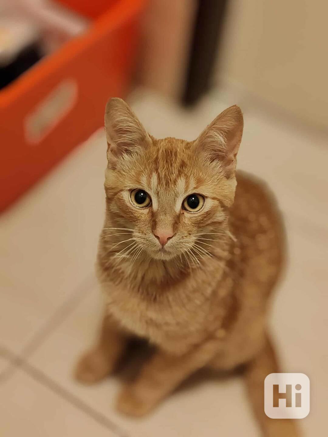 Najde okáč Eliáš nový domov? - foto 1