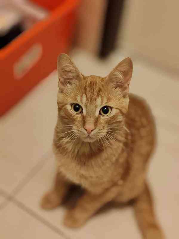 Najde okáč Eliáš nový domov? - foto 1