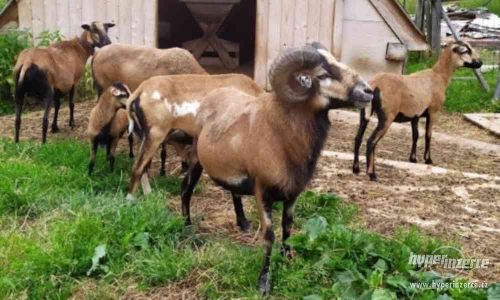 Prodej kamerunských ovcí - foto 1