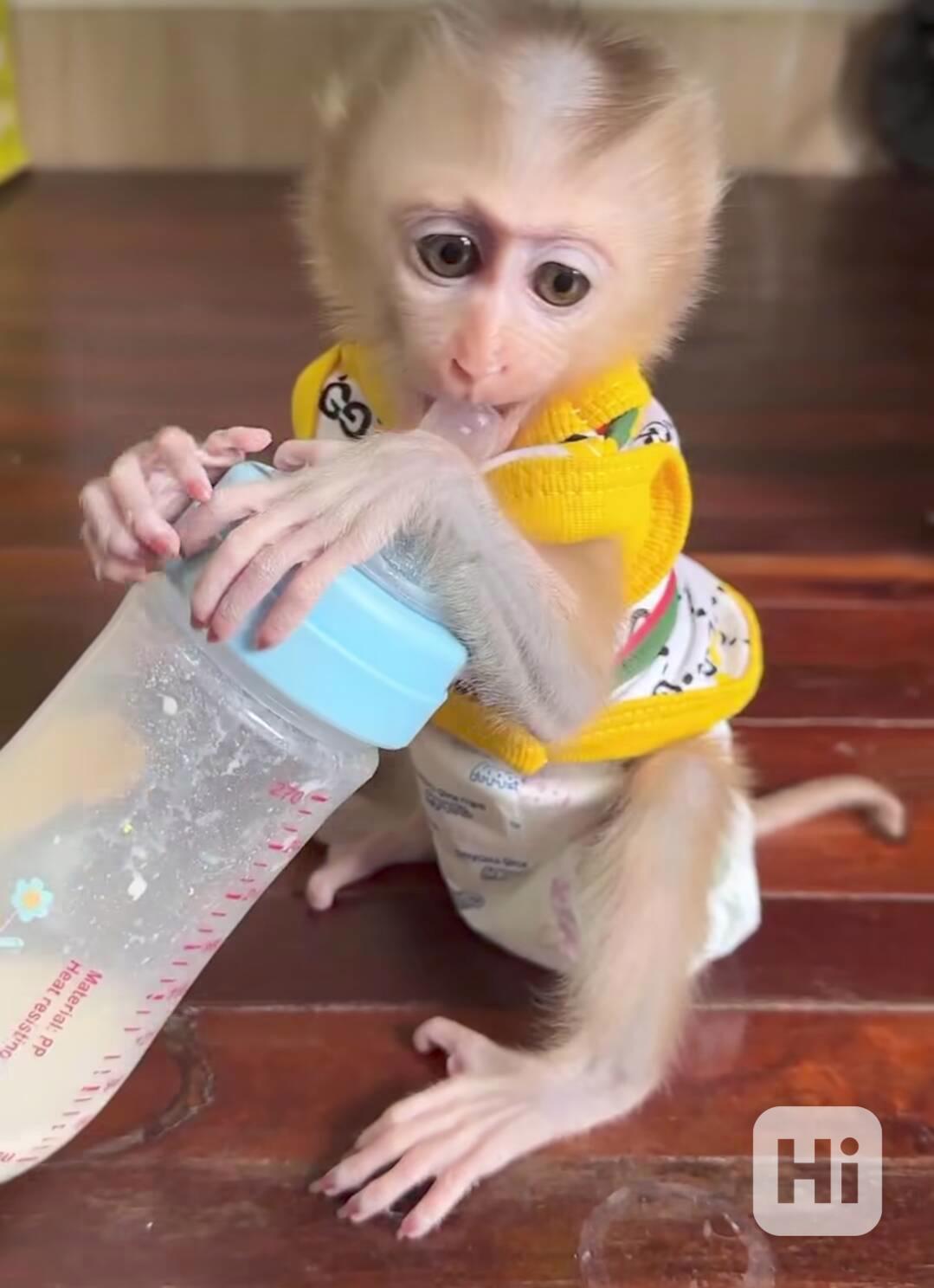 🐒 Přátelská opička s copánkem na prodej - foto 1