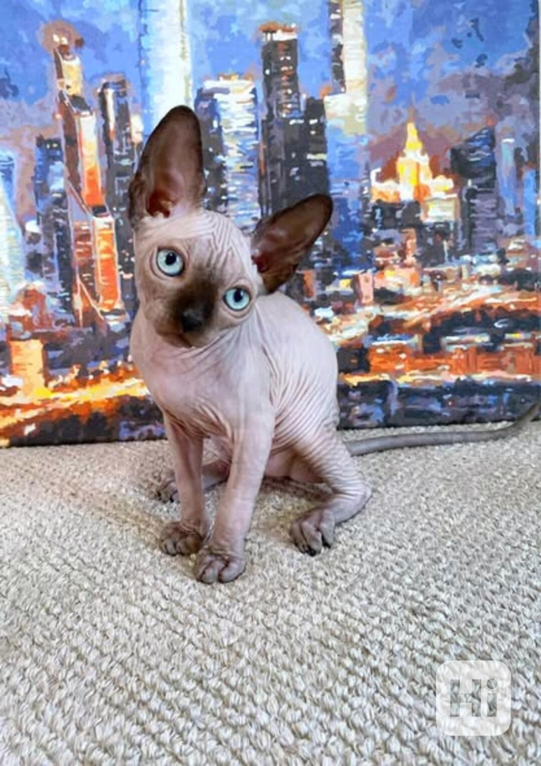  Munchkin sphynx koťata k bezplatné adopci   - foto 1