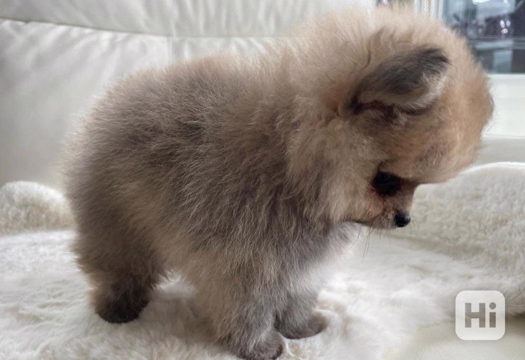 štěňata pomeraniana - foto 1