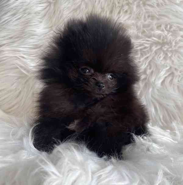 štěňata pomeraniana - foto 5