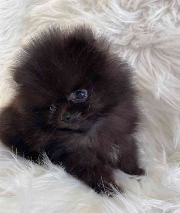 štěňata pomeraniana - foto 7