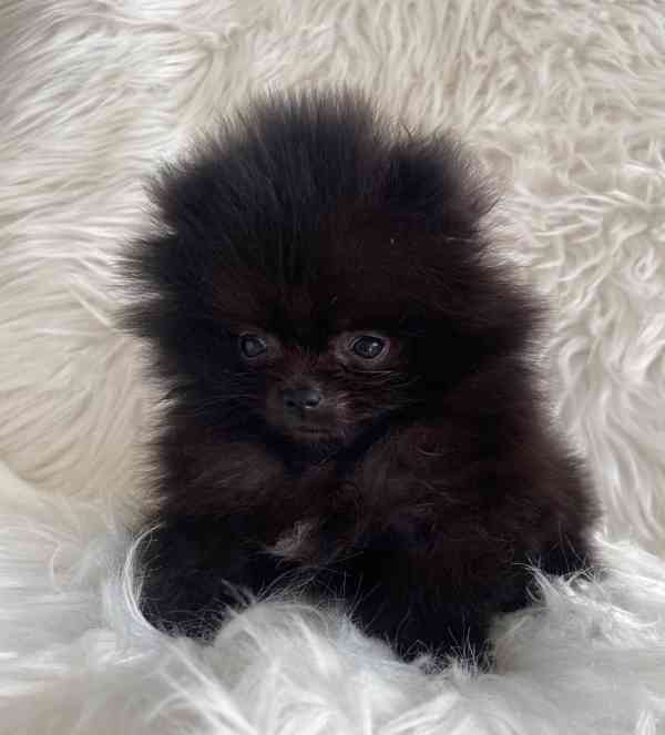 štěňata pomeraniana - foto 4