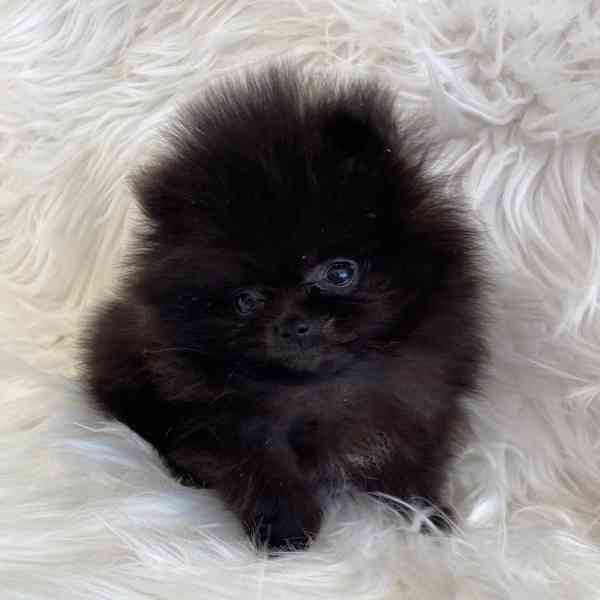 štěňata pomeraniana - foto 8
