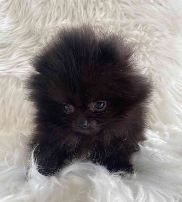 štěňata pomeraniana - foto 6