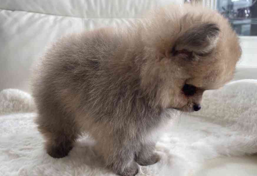 štěňata pomeraniana - foto 1