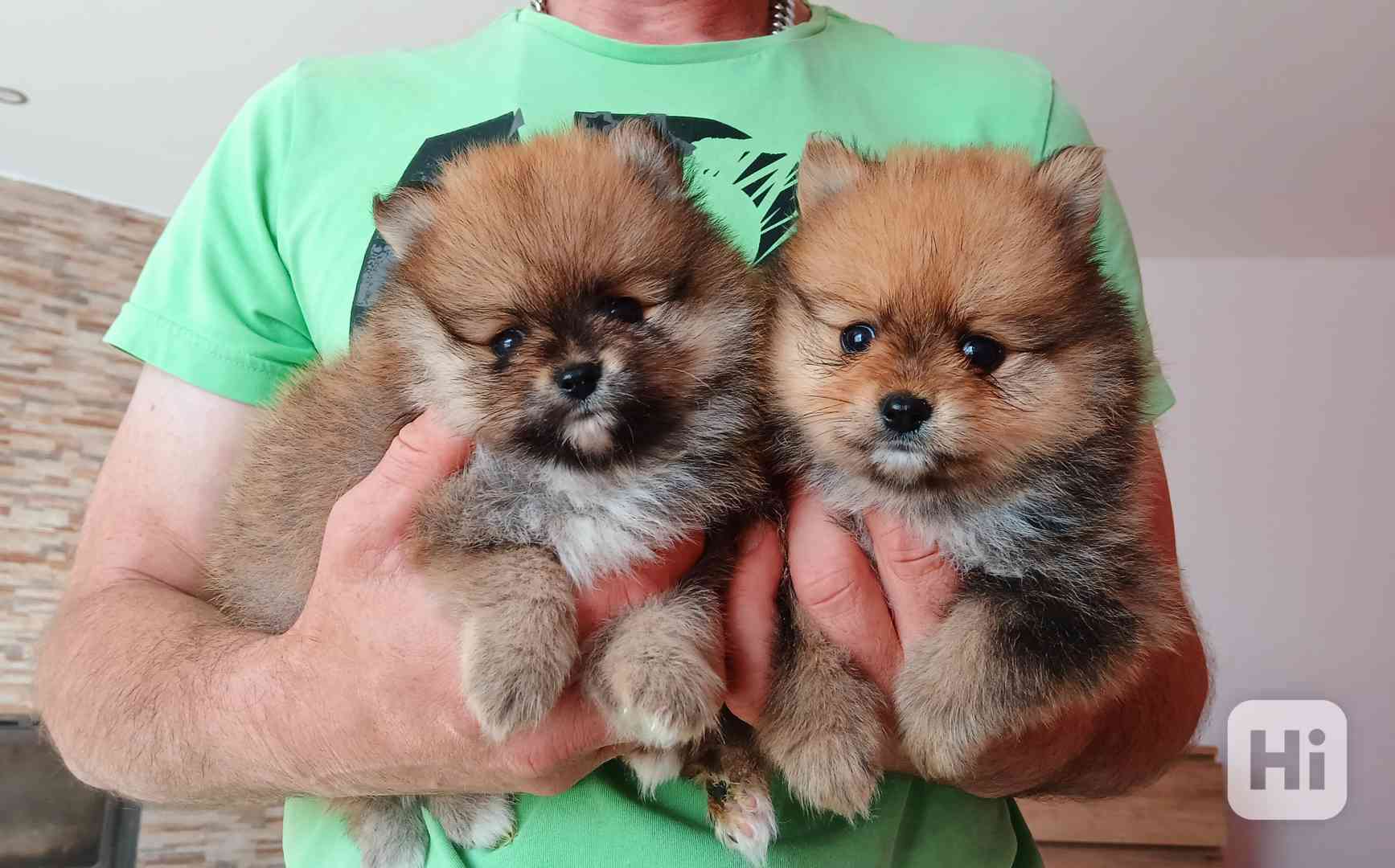 Pomeranian - foto 1