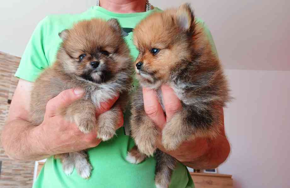 Pomeranian - foto 2
