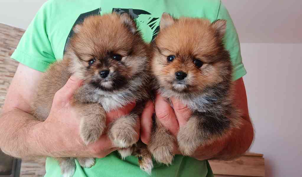 Pomeranian - foto 3