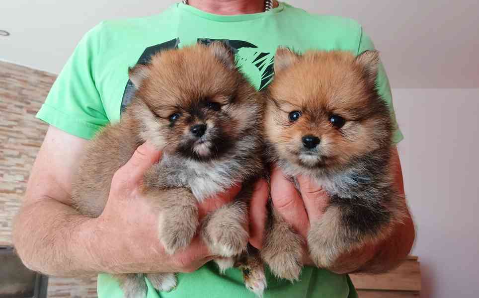 Pomeranian - foto 1