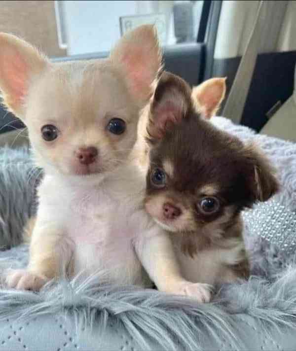 Štěňata čivavy - foto 1