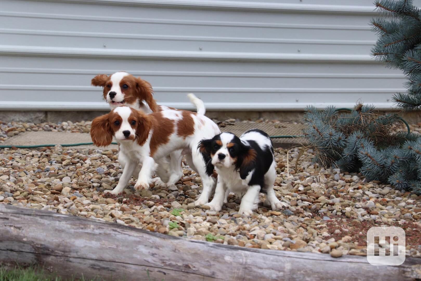 Štěňata kavalírského king charles španěla - foto 1