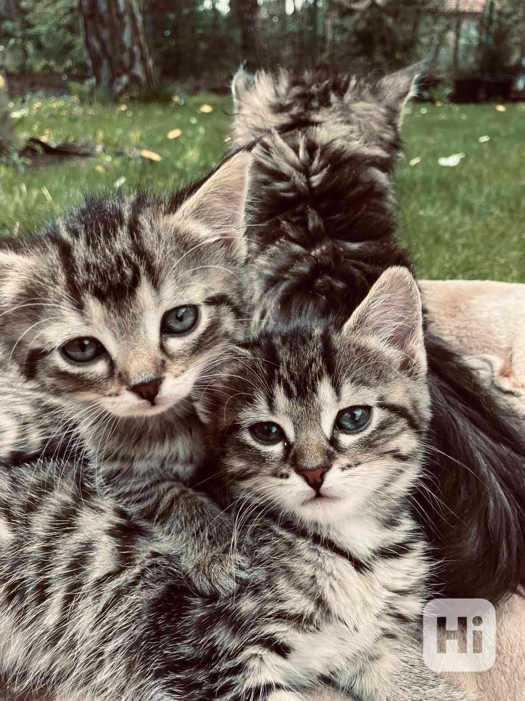 Kotě mainské mývalí kříženec - foto 1