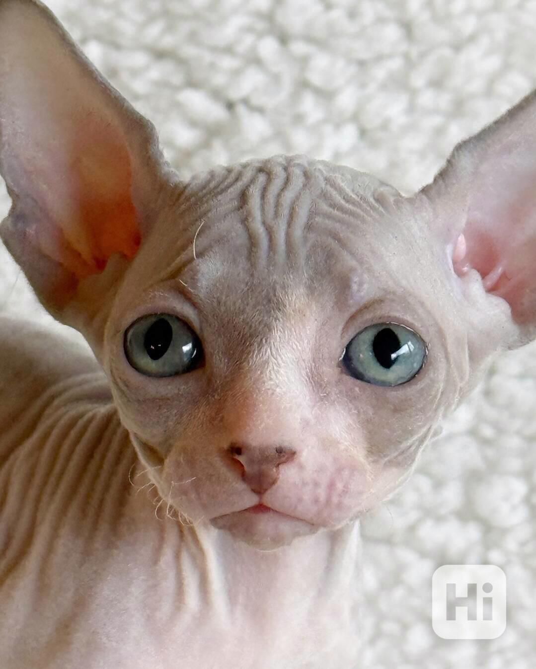 Prodáváme koťata sphynxů - foto 1
