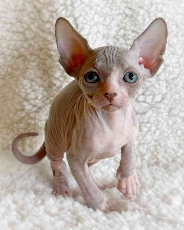 Prodáváme koťata sphynxů - foto 2