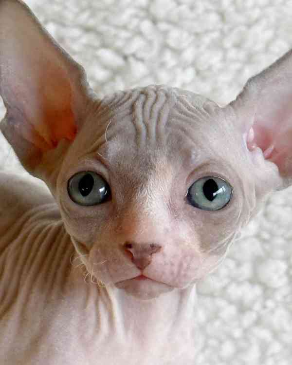 Prodáváme koťata sphynxů - foto 1