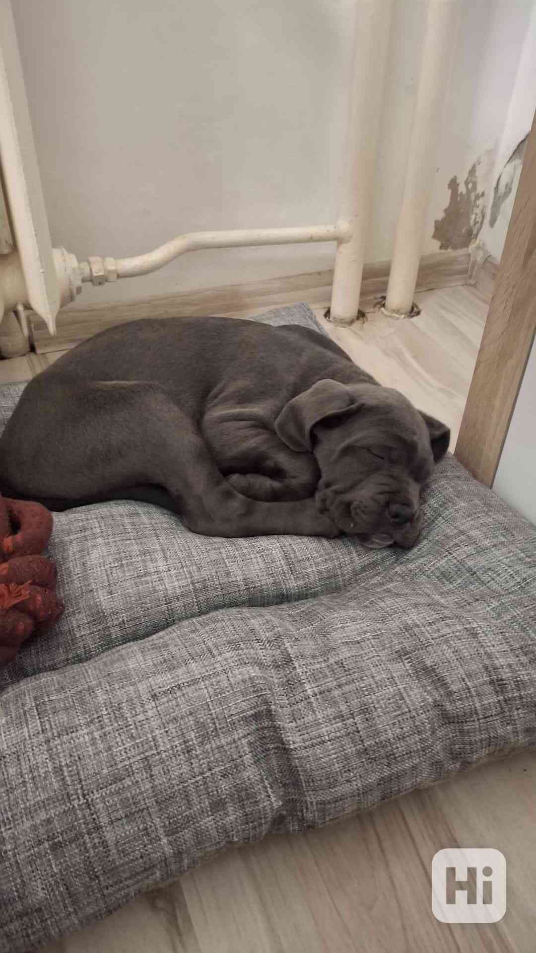 Cane Corso - foto 1