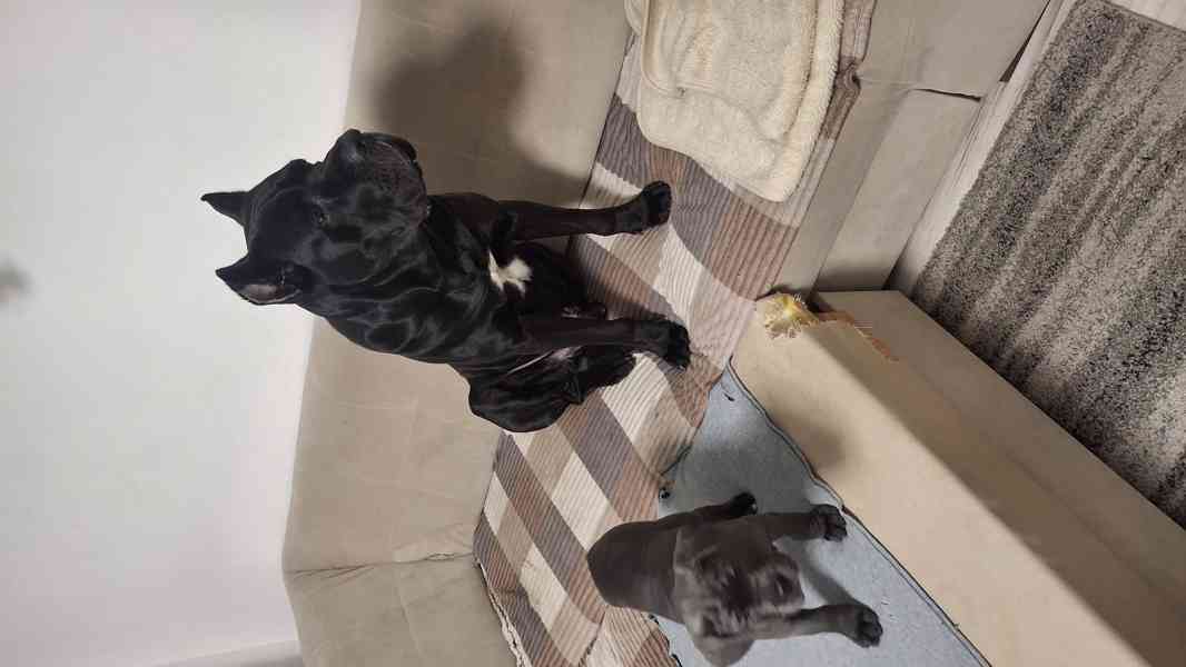 Cane Corso - foto 5