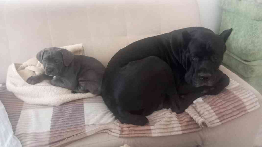 Cane Corso - foto 7