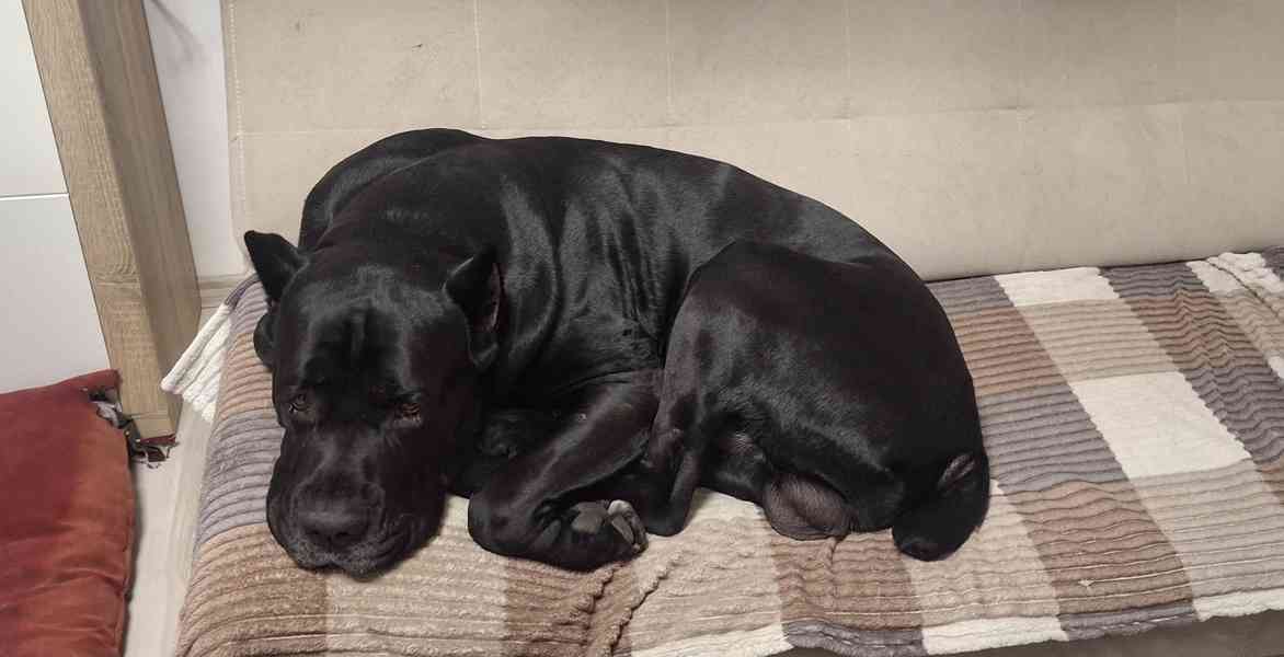 Cane Corso - foto 4