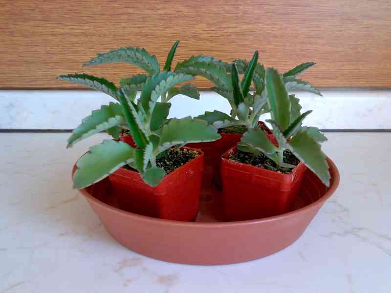 Madagaskarský ženšen - Kalanchoe daigremontiana - Sazeničky - foto 3