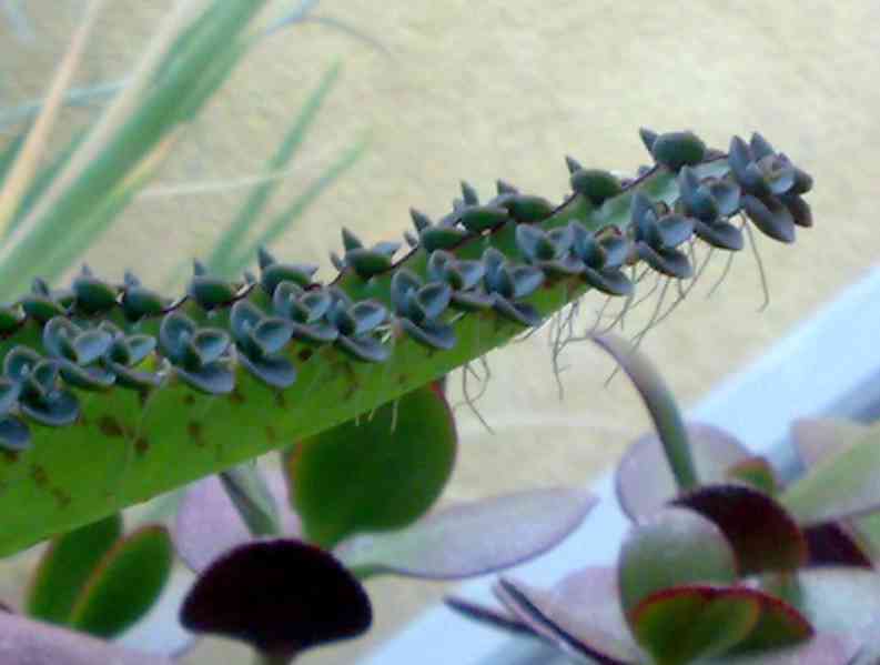 Madagaskarský ženšen - Kalanchoe daigremontiana - Sazeničky - foto 2