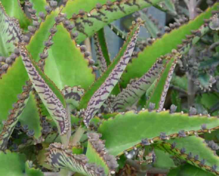 Madagaskarský ženšen - Kalanchoe daigremontiana - Sazeničky - foto 5