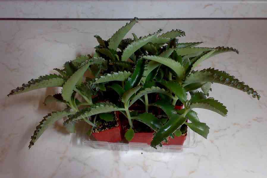 Madagaskarský ženšen - Kalanchoe daigremontiana - Sazeničky - foto 4