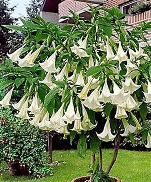 řízek Brugmansia arborea - Andělská trumpeta - foto 1