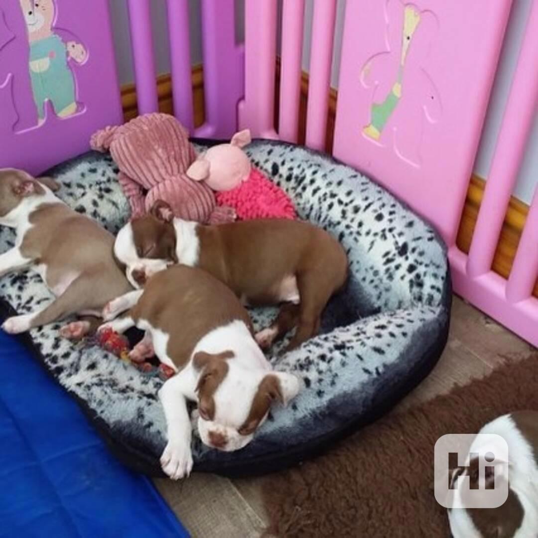 Tato kvalitní štěňata bostonského teriéra - foto 1