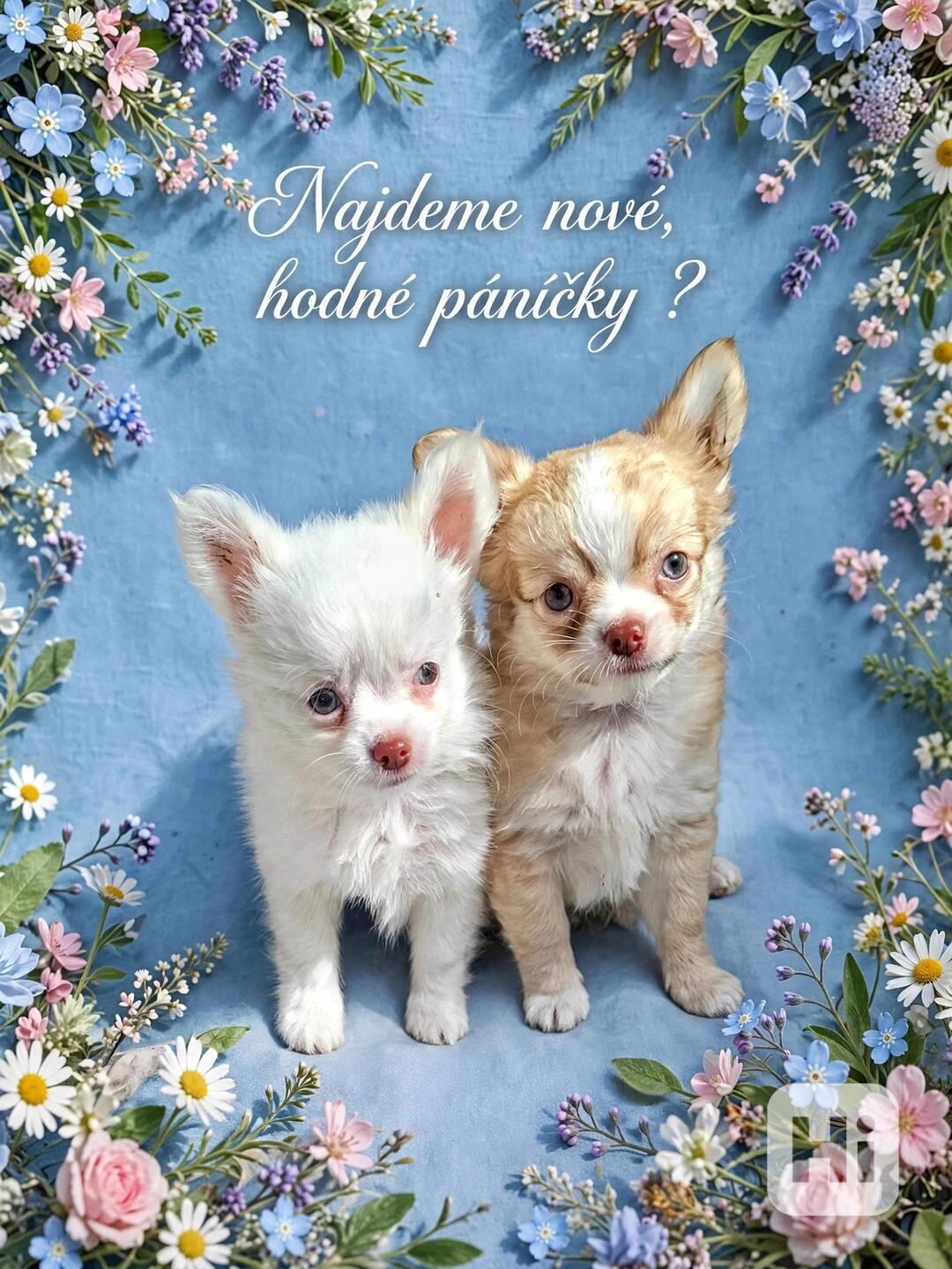 čivava dlouhosrstá s PP FCI pejsek - foto 1