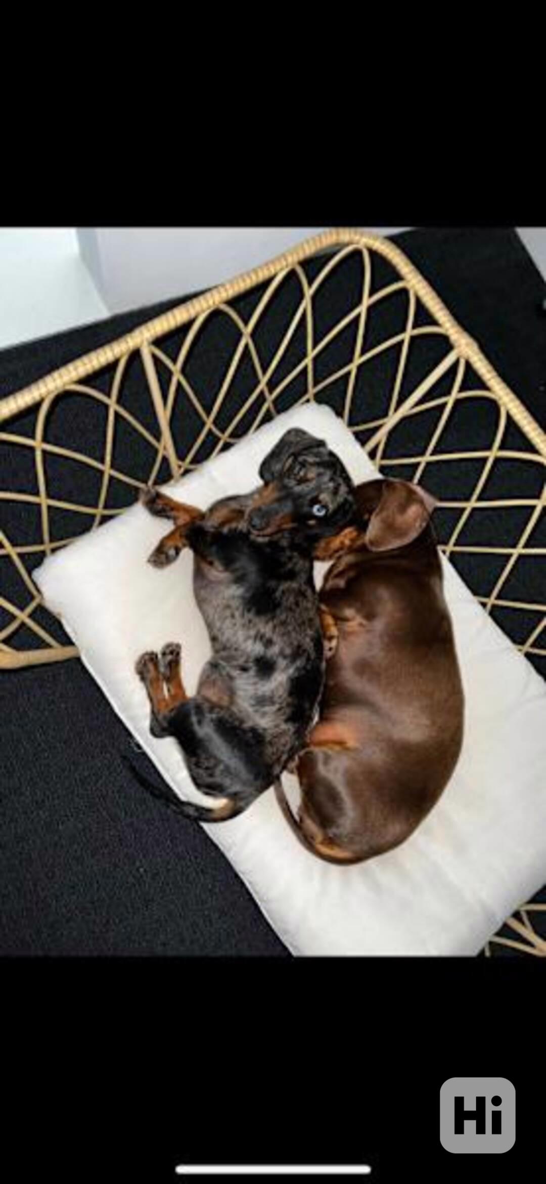 puppy - foto 1