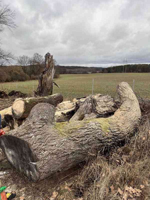 Dřevo pro řezbáře - foto 1