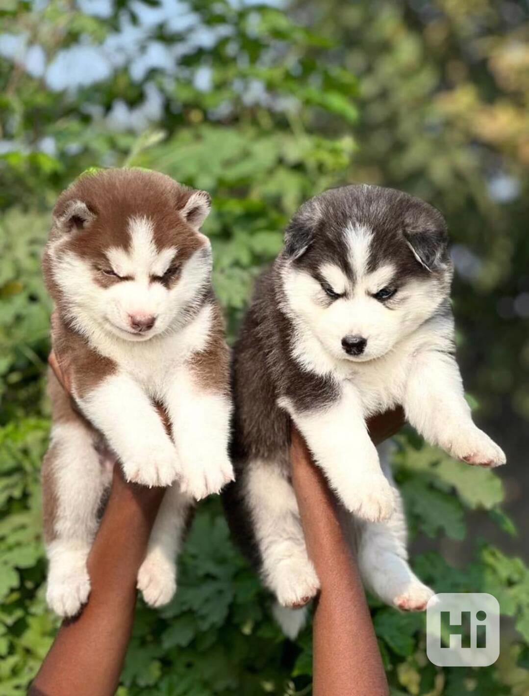 Nádherná, zdravá a plně pojištěná štěňata sibiřského huskyho - foto 1