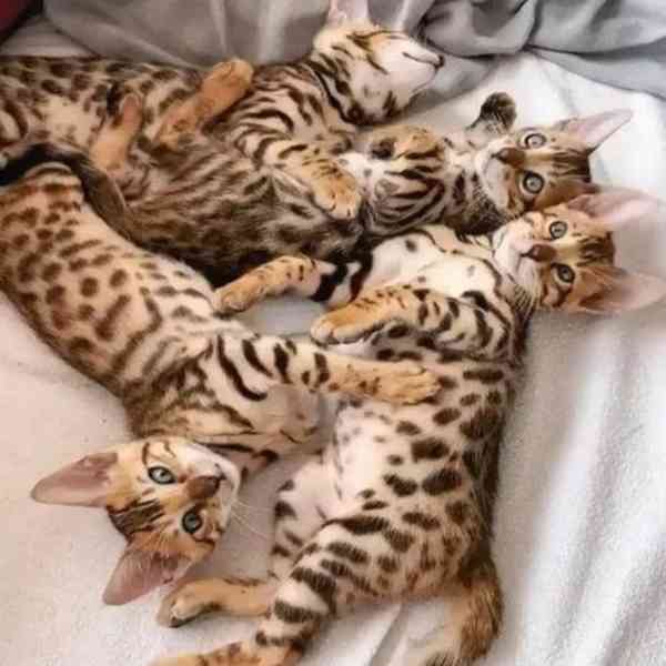 Bengálské kočky koťata...