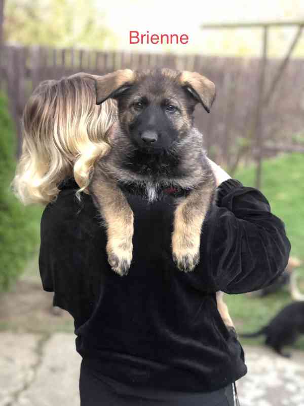 Stenata německého ovcaka s PP - foto 3