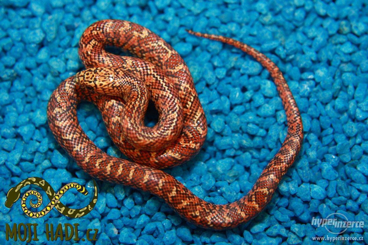 Korálovky Lampropeltis getulus floridana Hypo a DH T+ Albino - foto 1
