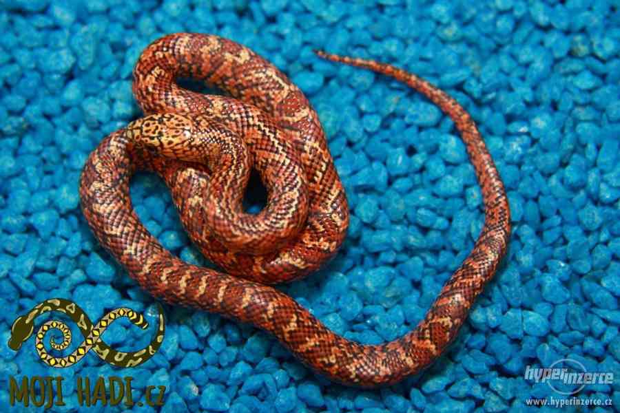 Korálovky Lampropeltis getulus floridana Hypo a DH T+ Albino - foto 1